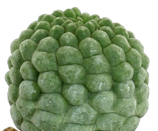 Larryleachia cactiformis succulenta cactus con tubercoli verdi arrotondati raggruppati