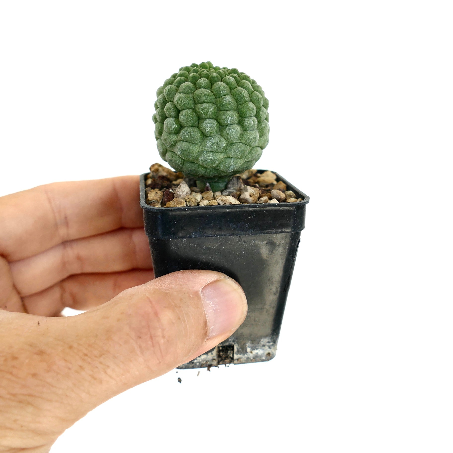 Larryleachia cactiformis piccolo cactus succulento con tubercoli arrotondati in vaso nero