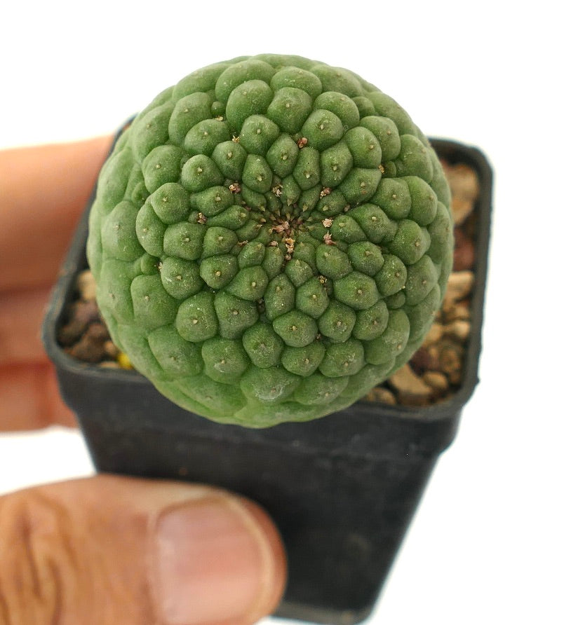 Larryleachia cactiformis rare succulent cactus with clustered tubercles in small pot