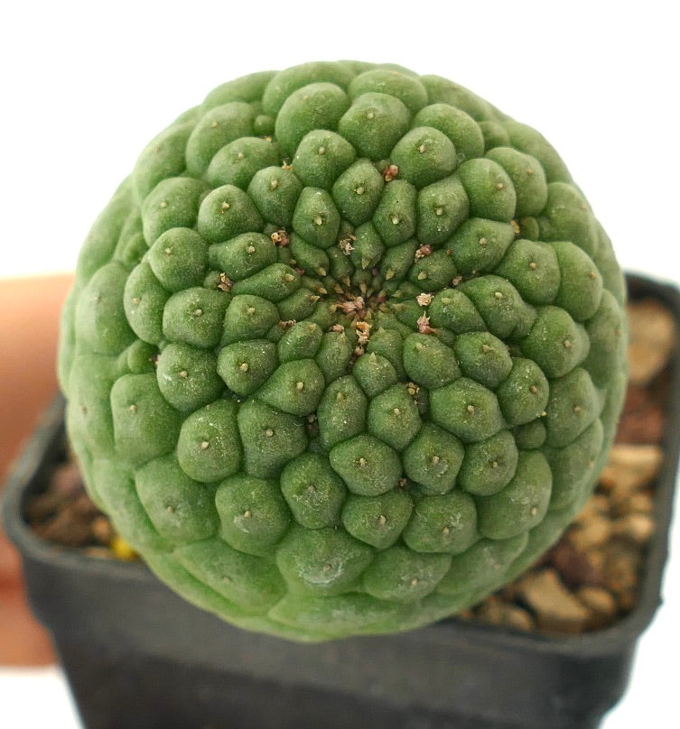 Larryleachia cactiformis rare succulent cactus with clustered rounded tubercles and small spines