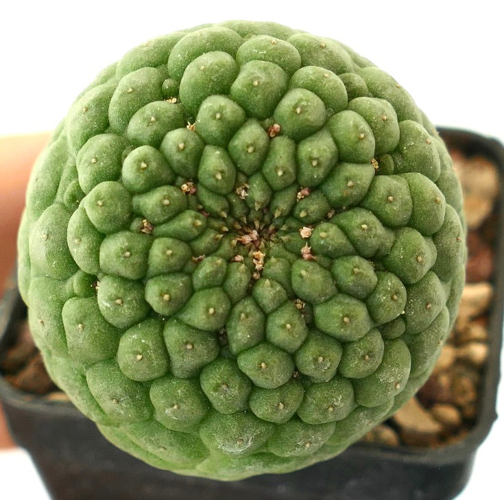 Larryleachia cactiformis rare succulent cactus with rounded tubercles and green textured surface