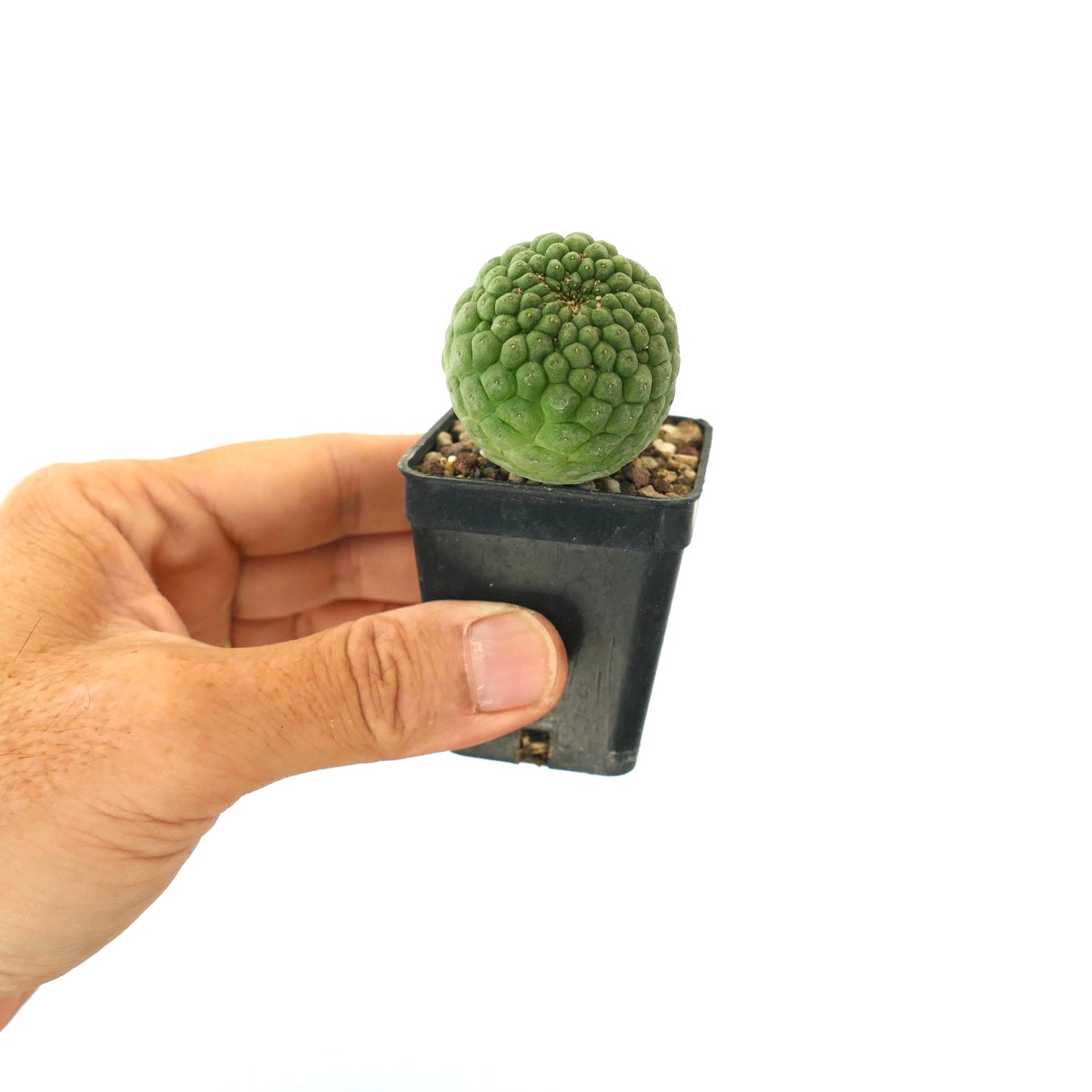 Larryleachia cactiformis succulent cactus with rounded tubercles in small black pot