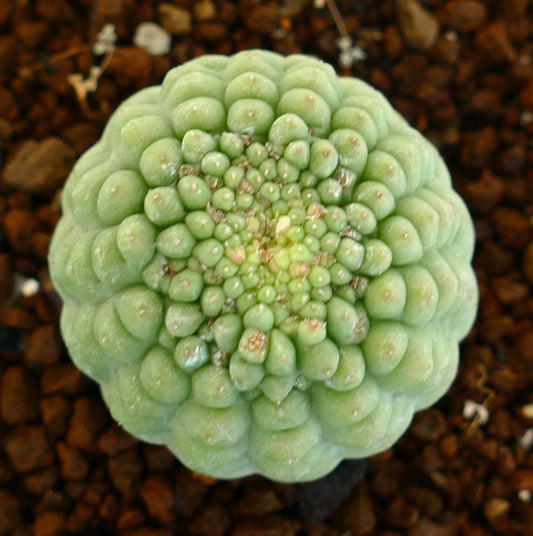 背景に土があるラリーリアキッコ（Larryleachia cactiformis）標本の上からの眺め