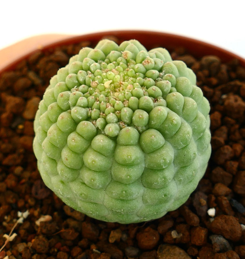 뒷배경에 흙이 있는 래리리키아 캑티포르미스 킷코 표본의 측면 뷰