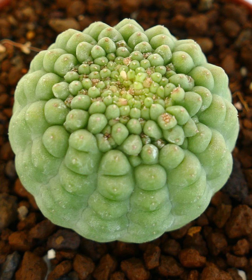 배경에 흙이 있는 래릴리치아 캑티포르미스 킷코 표본의 다른 측면 모습