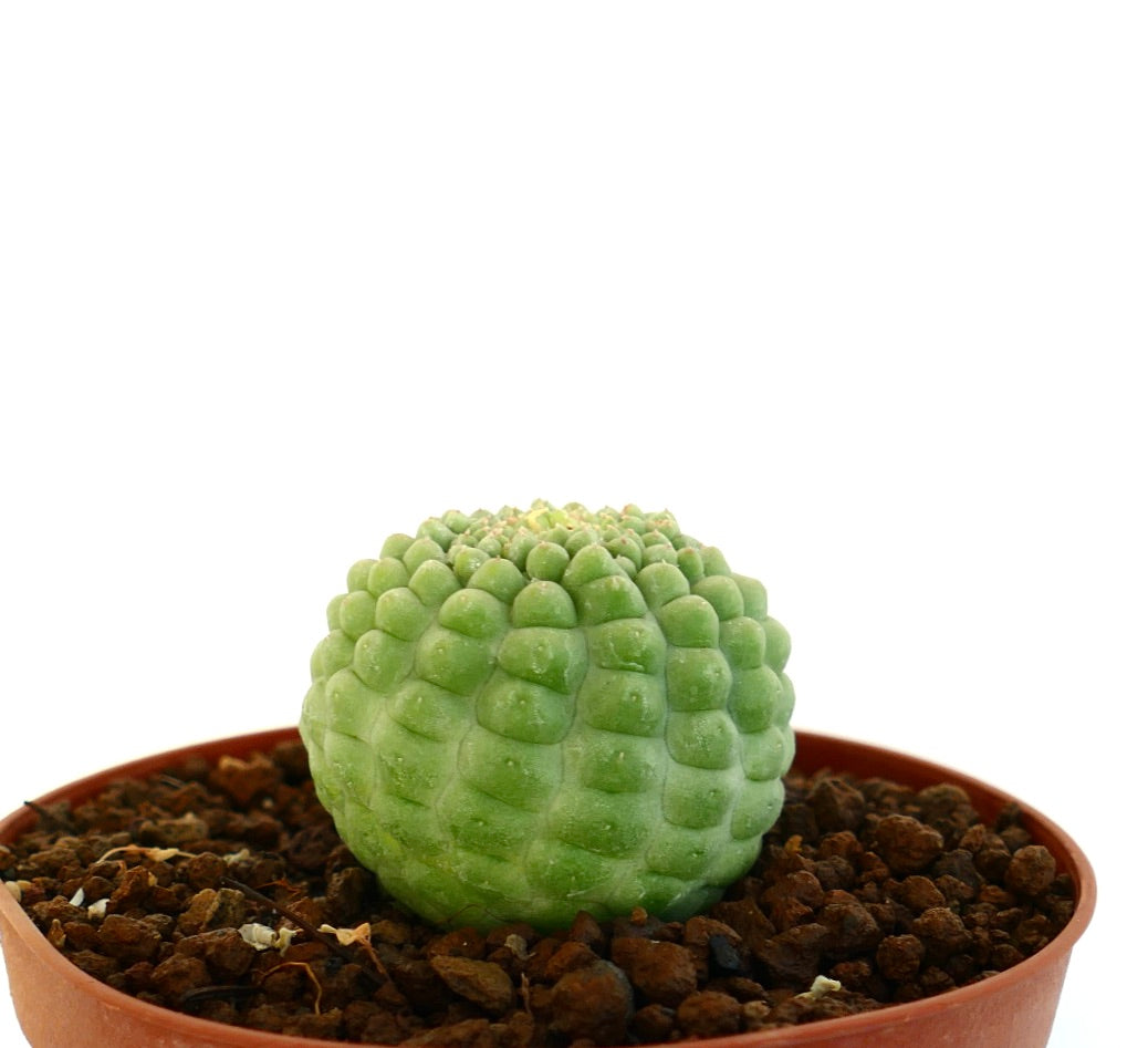 흰색 배경에 놓인 래리리치아 캑티포르미스 킷코 시료의 측면 뷰