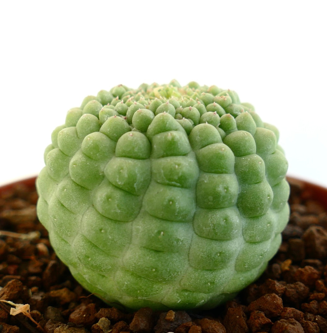 배경에 흙이 있는 래리리치아 캑티포르미스 킷코 표본의 측면 모습