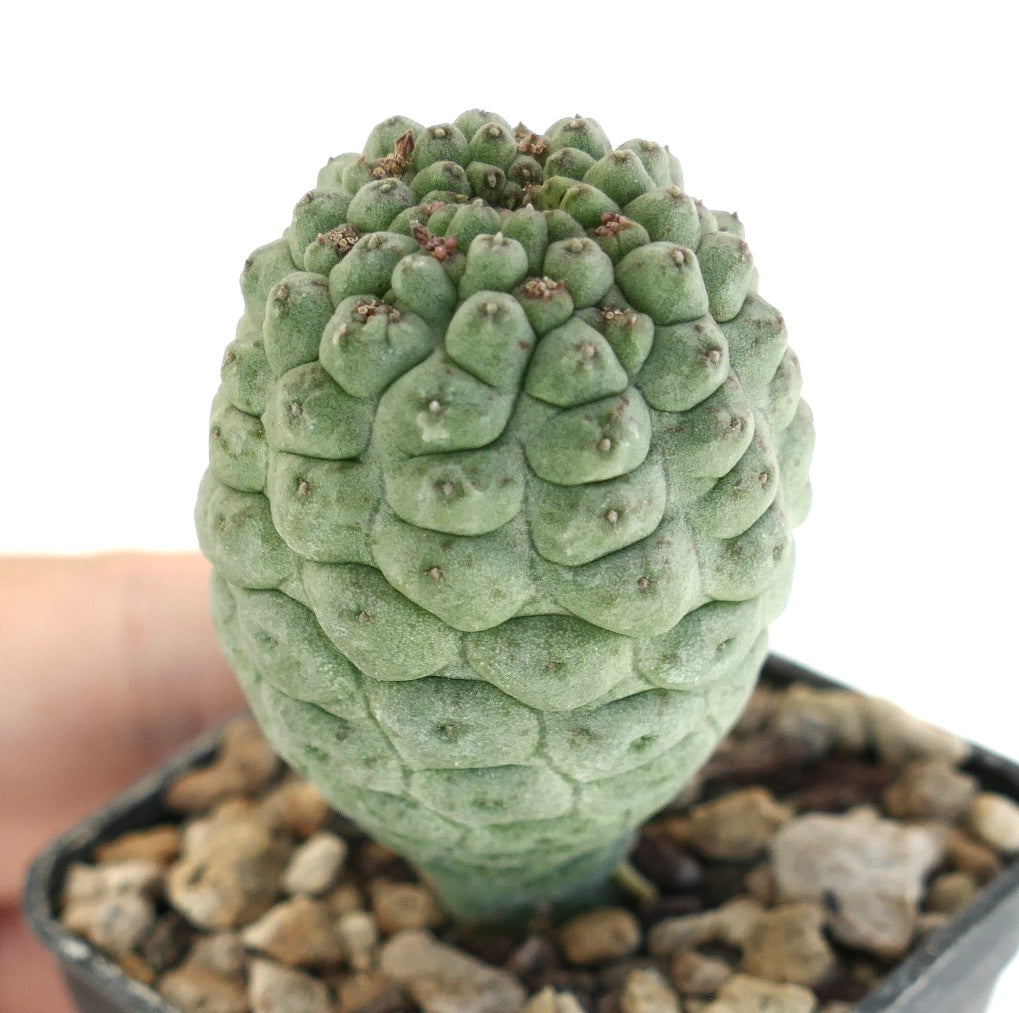Larryleachia cactiformis rare succulent cactus with textured green segmented stem in pot