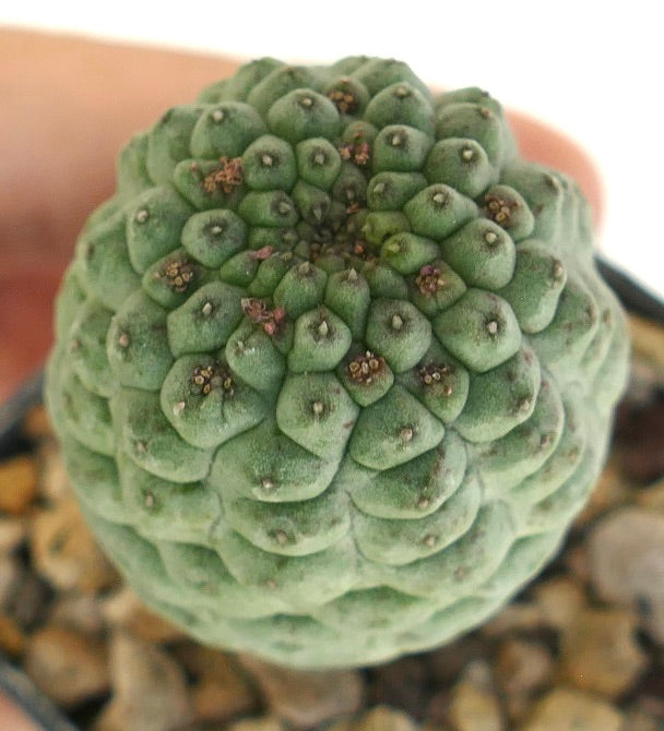 Larryleachia cactiformis succulent cactus with clustered tubercles and small spines
