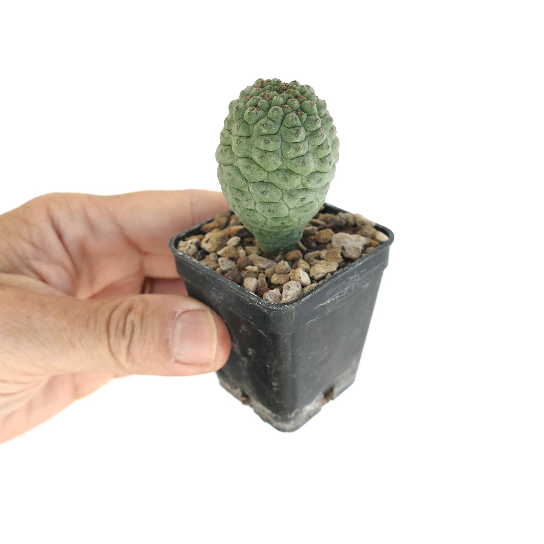 Larryleachia cactiformis small succulent cactus with textured green stem in black pot