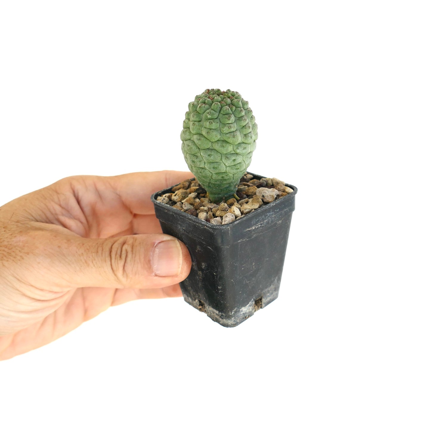 Larryleachia cactiformis small succulent cactus with textured green stem in black pot
