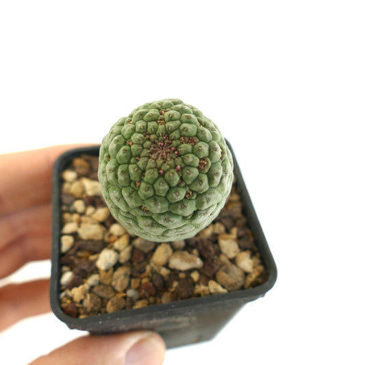 ラリールーチア・カクティフォルミス希少多肉サボテンの苗、多肉質の緑色イボが特徴の小鉢入り