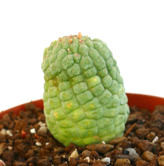 白い背景に緑色のラリールーチア・カクティフォルミス植物の側面図