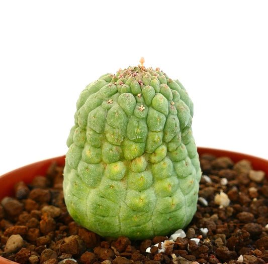 白い背景に緑色のラリールーチア・カクティフォルミス植物の別の側面図