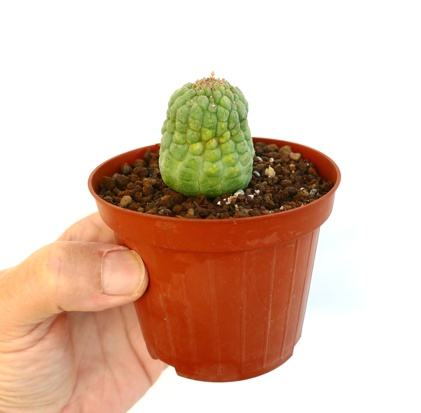 흰색 배경에 주황색 플라스틱 화분에 담긴 래리리키아 칵티포르미스 식물 판매 중