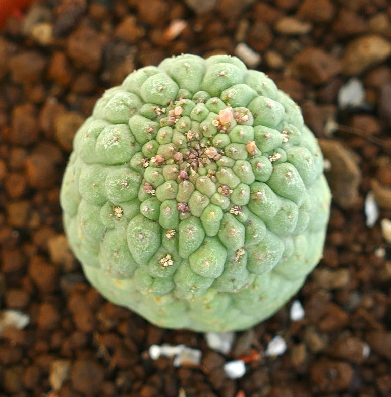 판매용 초록색 래리리치아 캑티포르미스 식물의 꼭대기 뷰, 배경에 토양 포함