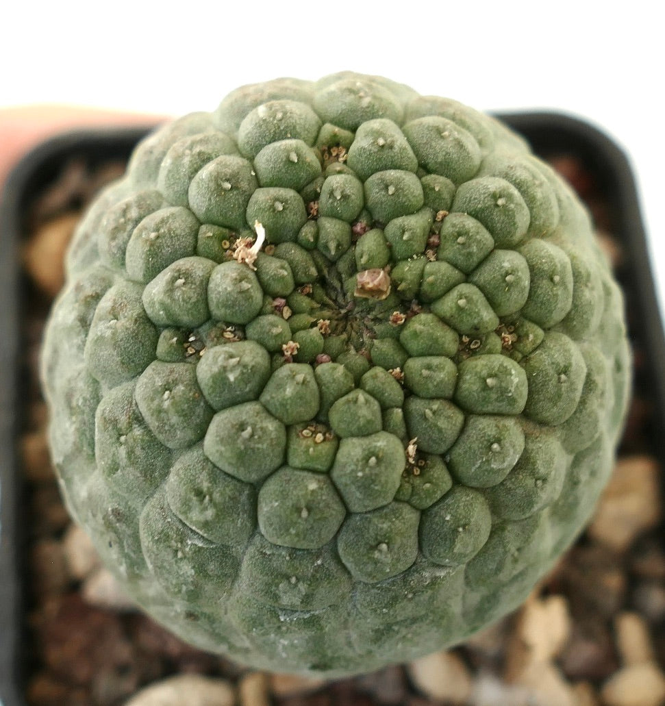 Larryleachia cactiformis rare succulent cactus with rounded, textured green tubercles and small spines