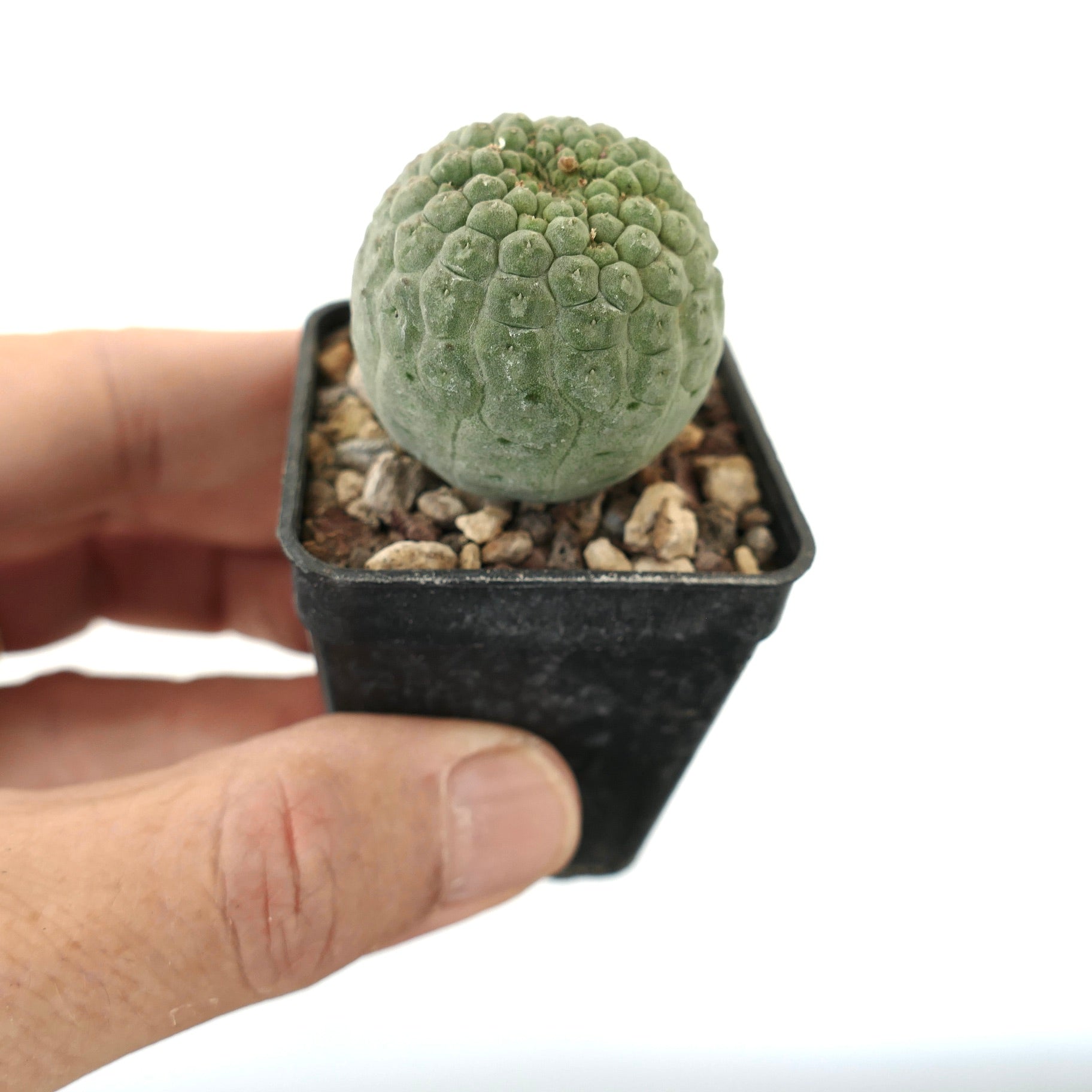 Larryleachia cactiformis small round succulent cactus with textured green surface in pot