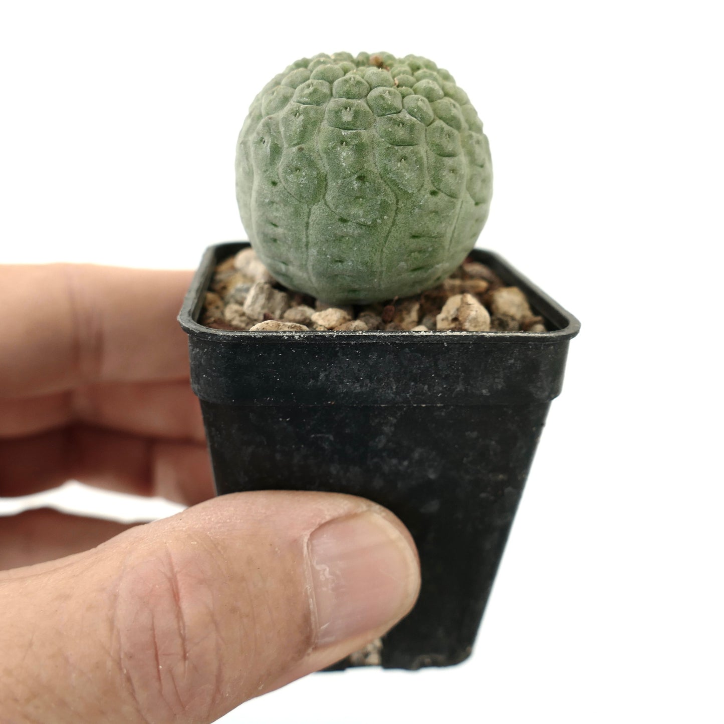Larryleachia cactiformis small round succulent cactus with textured green surface in black pot