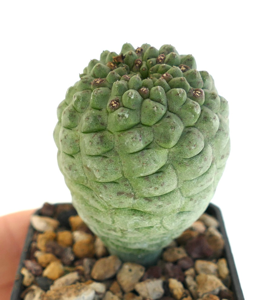 Larryleachia cactiformis raro cactus succulento con tubercoli verdi testurizzati in vaso