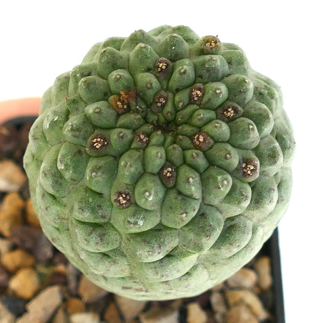 Larryleachia cactiformis raro cactus succulento con tubercoli raggruppati e piccole areole scure