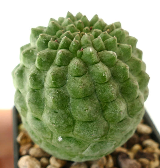 ラリーリーチア・カクティフォルミス 多肉質サボテン、質感のある緑色の節状茎