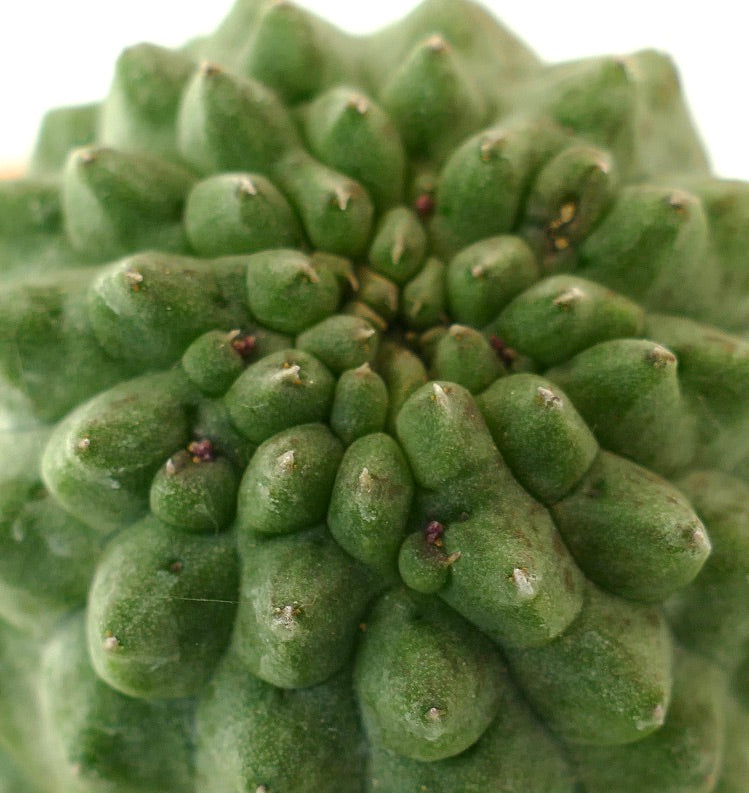 래리레칭이아 캑티포르미스 희귀 다육 선인장, 다발로 모여 있는 녹색 혹과 작은 가시