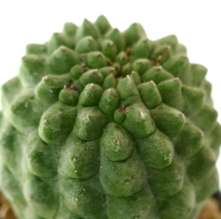 래리리치아 칵티포르미스 희귀 다육 선인장, 무리 지은 초록 돌기와 작은 가시 포함