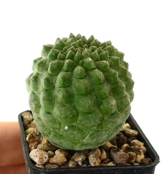 래리리키아 칵티포르미스 희귀 다육 식물 선인장, 울퉁불퉁한 질감의 초록 줄기와 화분 포함