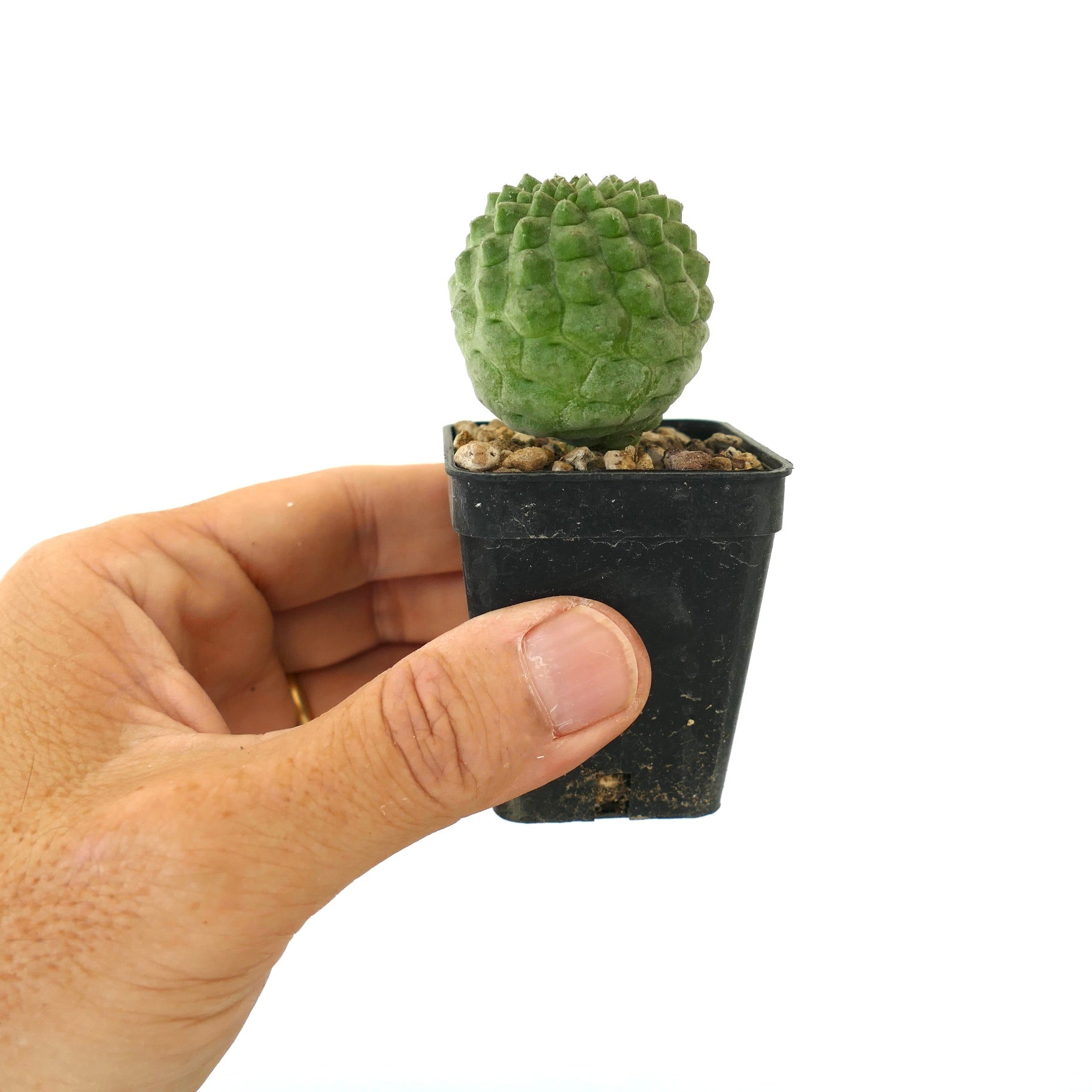 래리리아치아 까크티포르미스 작은 다육 선인장, 검은 화분에 담긴 질감 있는 녹색 구형 줄기