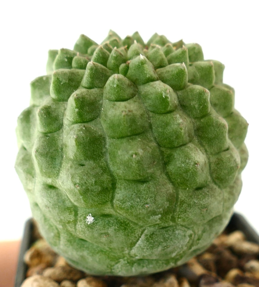 래리리치아 캑티포르미스 희귀 녹색 다육질 선인장, 질감 있는 혹과 조밀한 성장