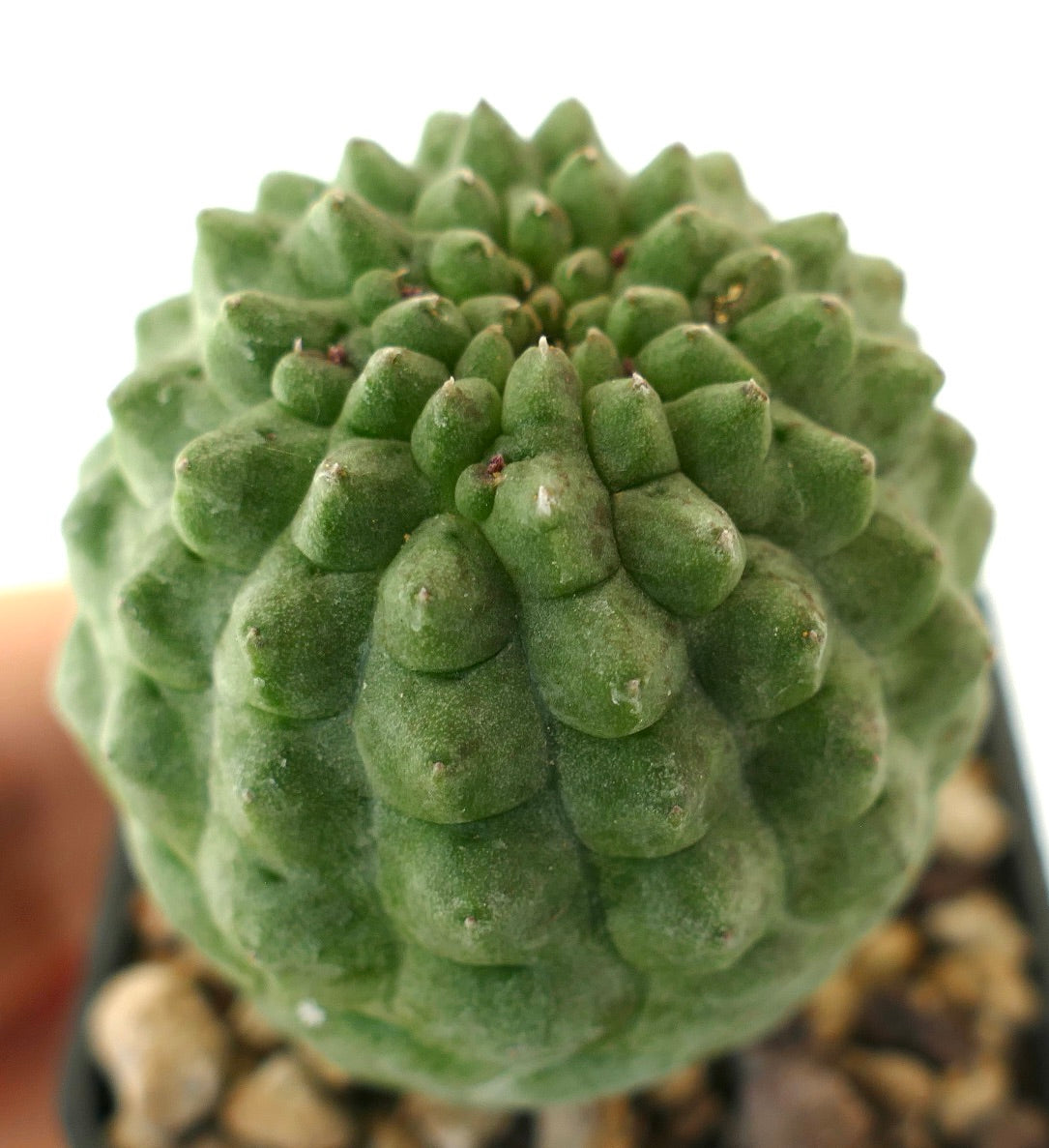 래리리치아 칵티포르미스 희귀 다육 선인장, 무리 지은 녹색 결절과 작은 가시 포함