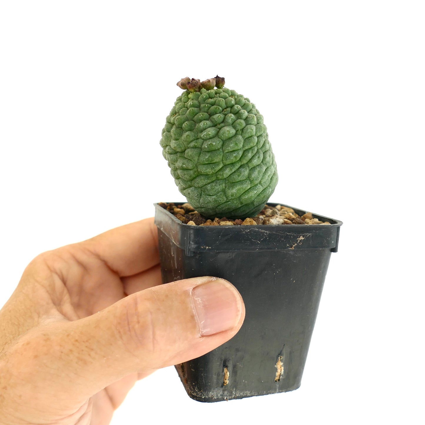 Larryleachia cactiformis rare succulent cactus with textured green stem and small flower buds