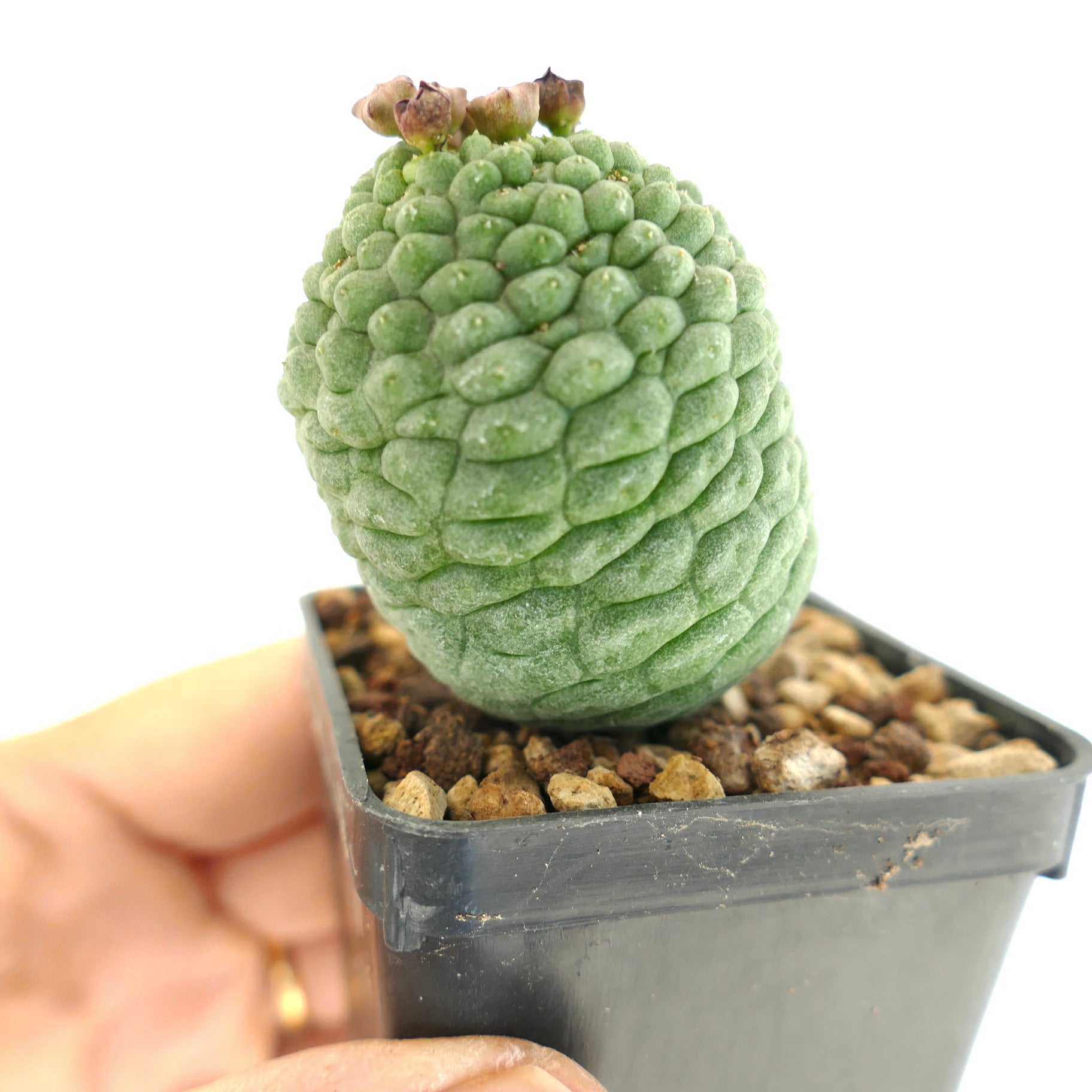 Larryleachia cactiformis rare succulent cactus with textured green stem and small dried flowers