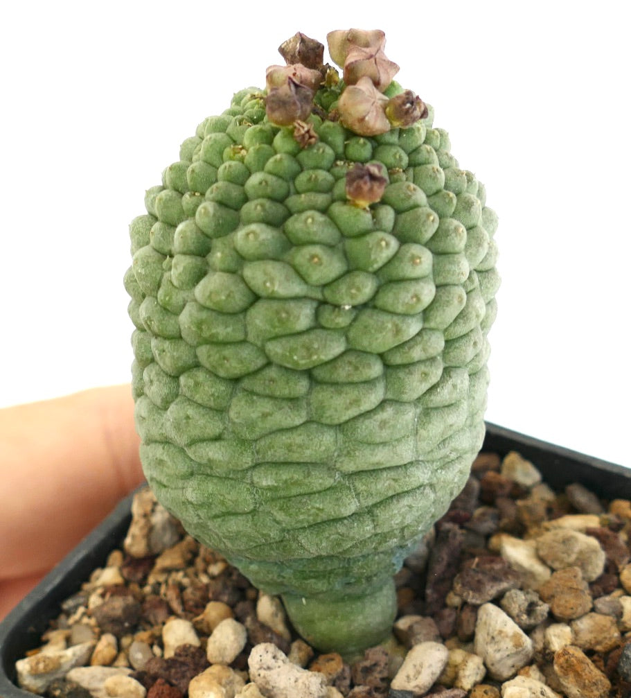 Larryleachia cactiformis rare succulent cactus with textured green stem and small dried flowers
