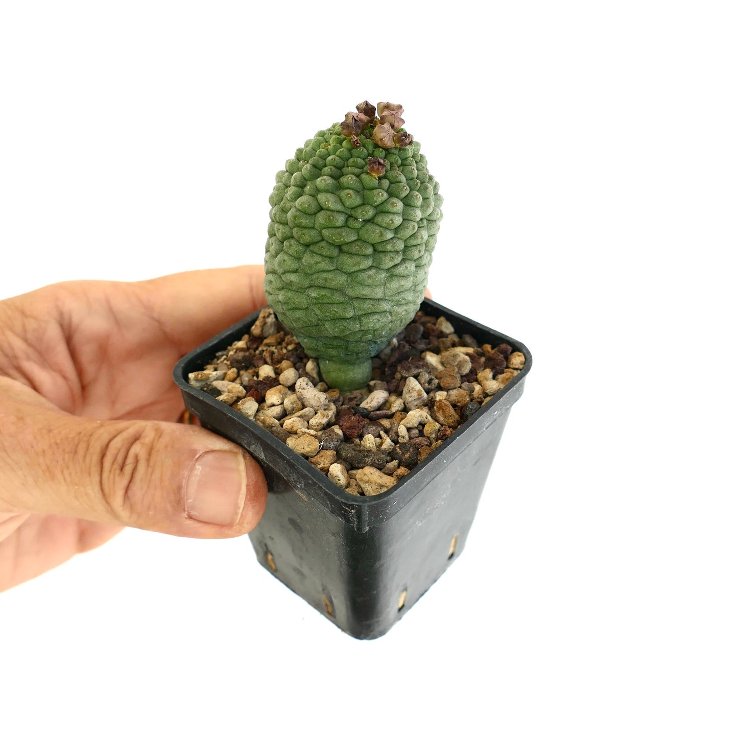 Larryleachia cactiformis rare succulent cactus with textured green stem and small dried flowers