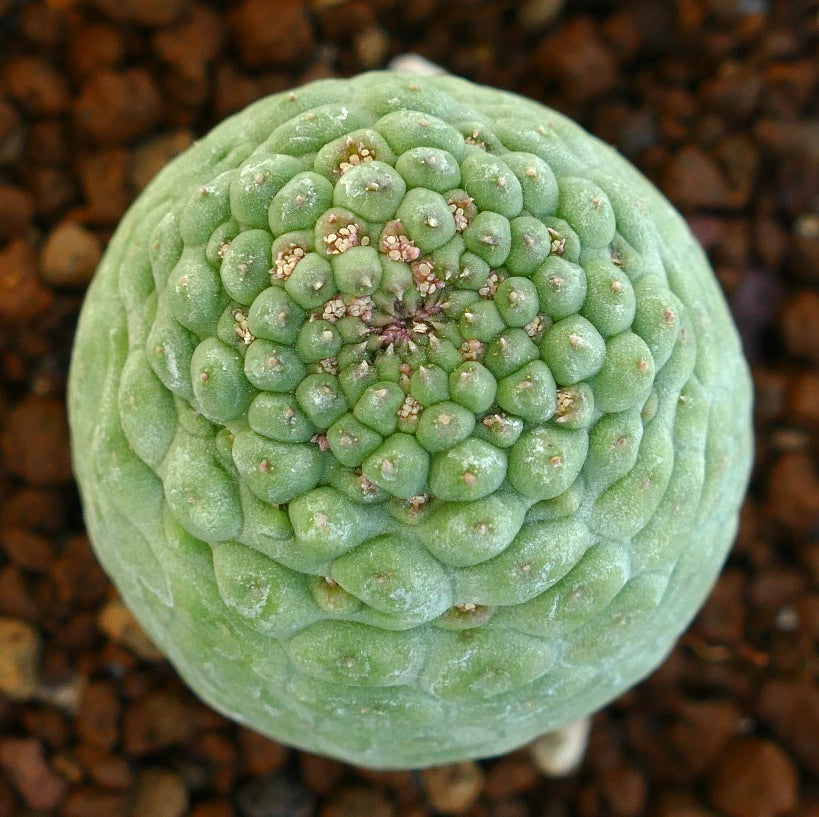 Top view of the green Larryleachia cactiformis plant for sale with soil in the background