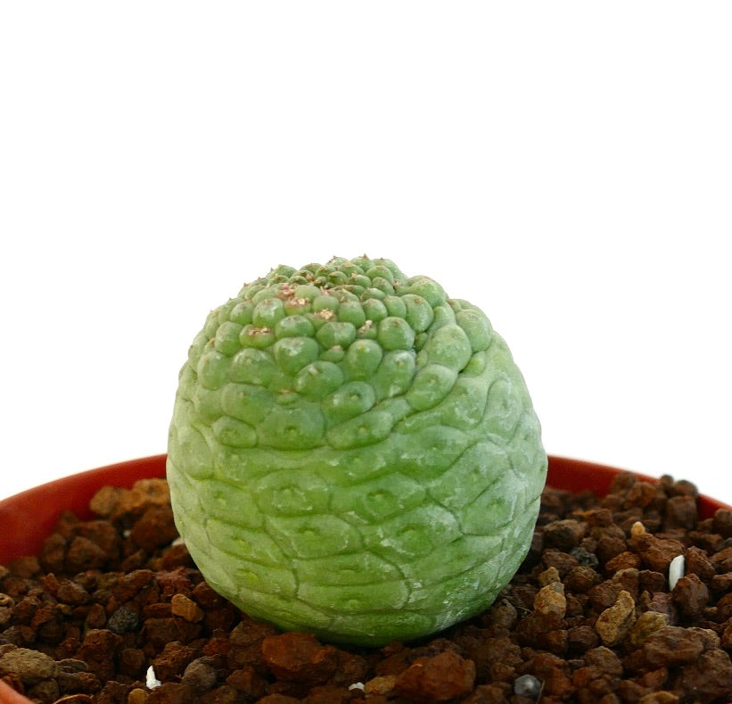 Lateral view of the green Larryleachia cactiformis plant for sale