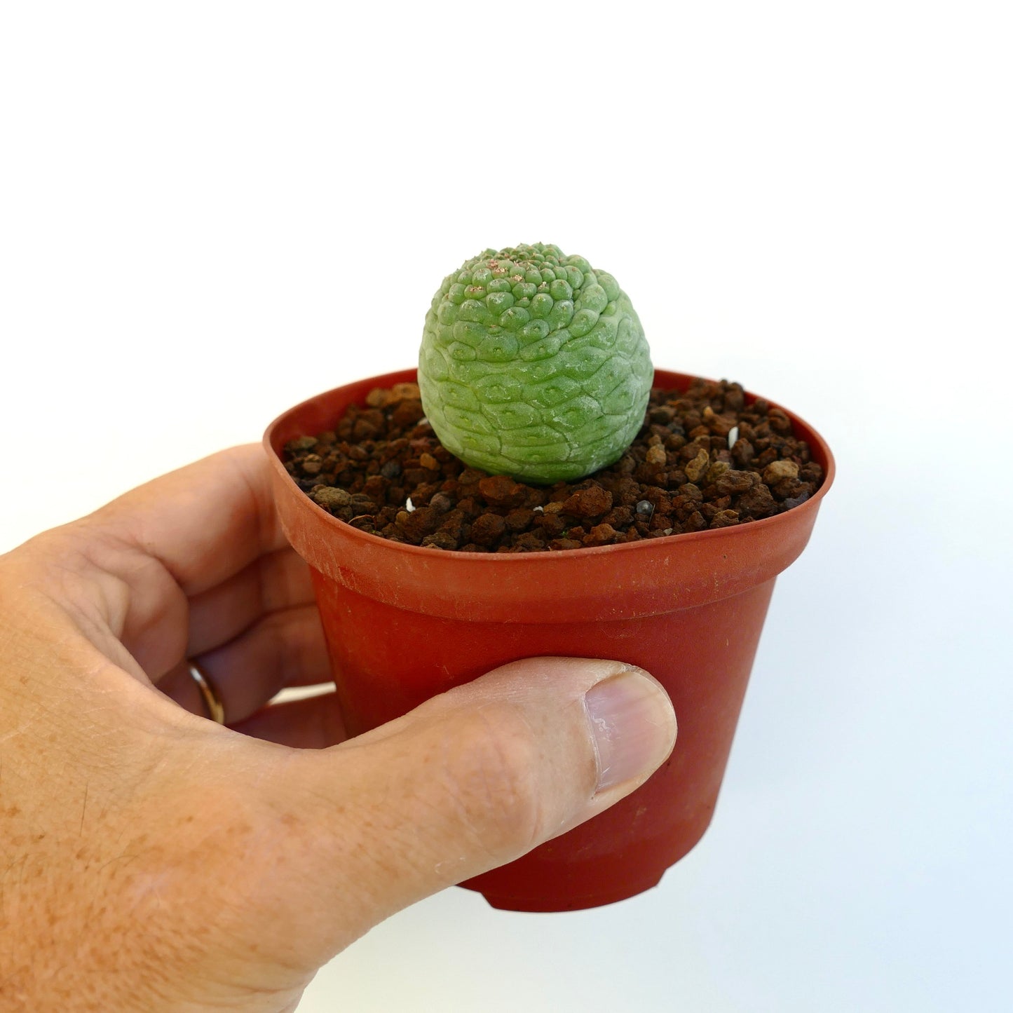 Green Larryleachia cactiformis plant for sale in an orange plastic pot held by a human hand