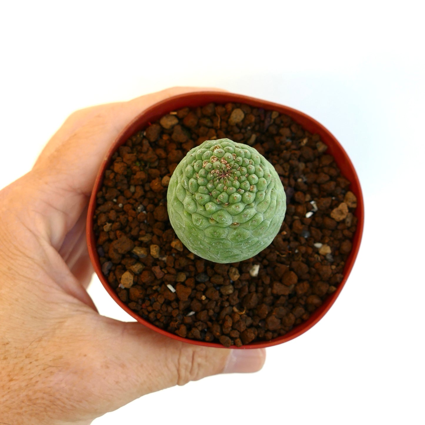 Larryleachia cactiformis succulent cactus with textured green rounded tubercles in small pot