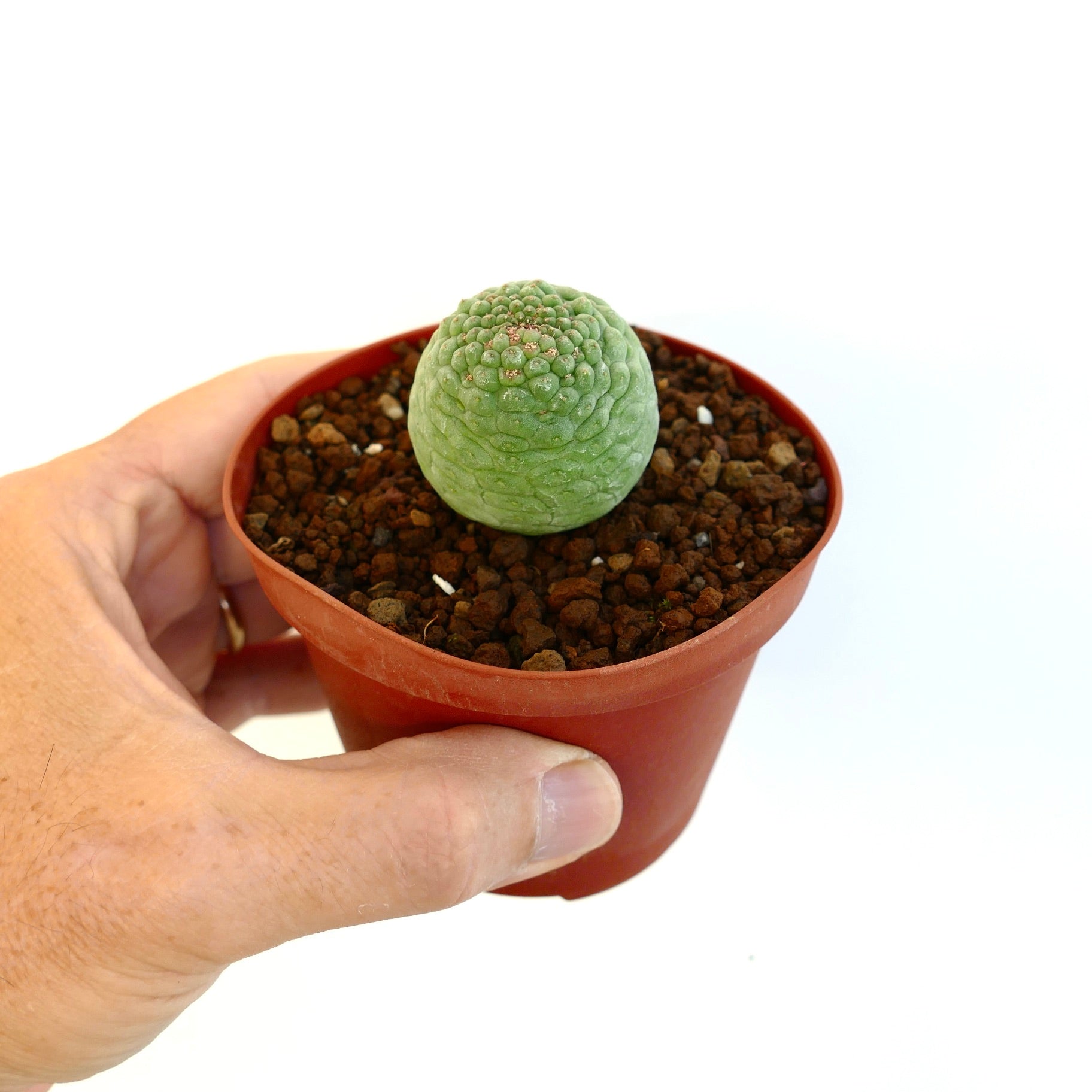 Larryleachia cactiformis plant for sale in an orange plastic pot held by a human hand on a white background