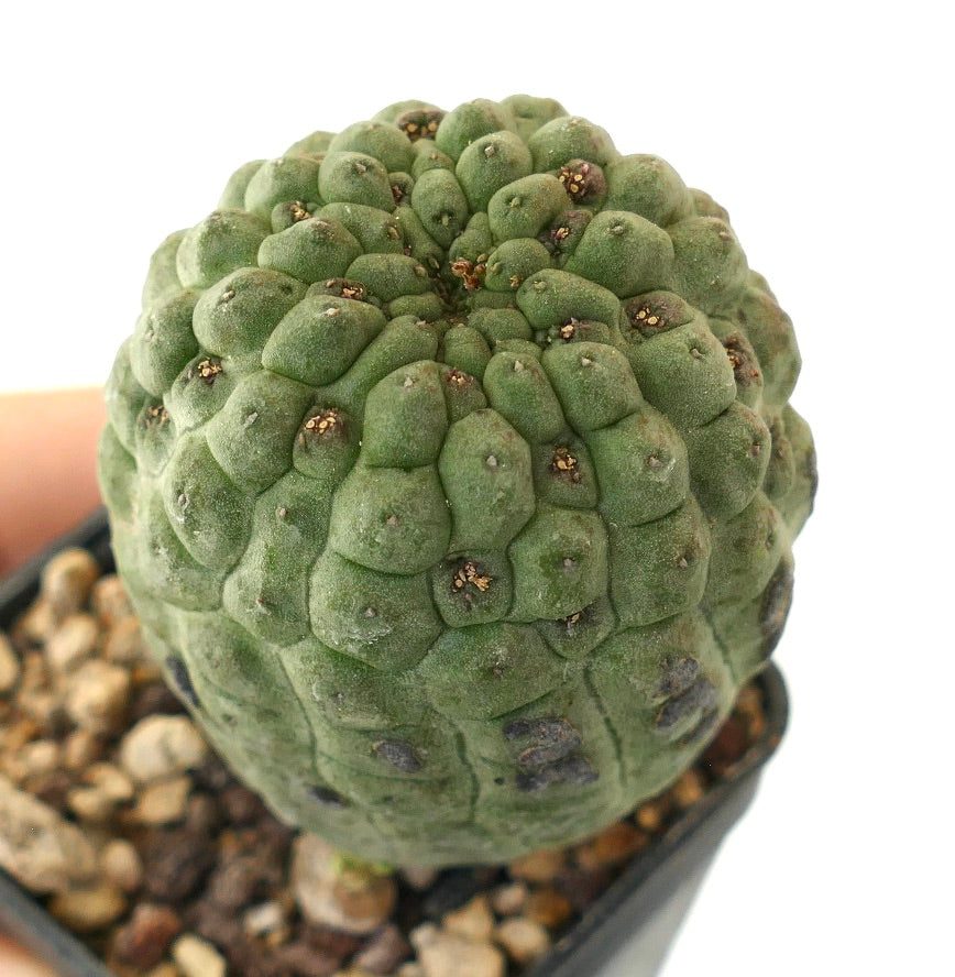 Larryleachia cactiformis rare succulent cactus with bumpy textured green stem and small areoles