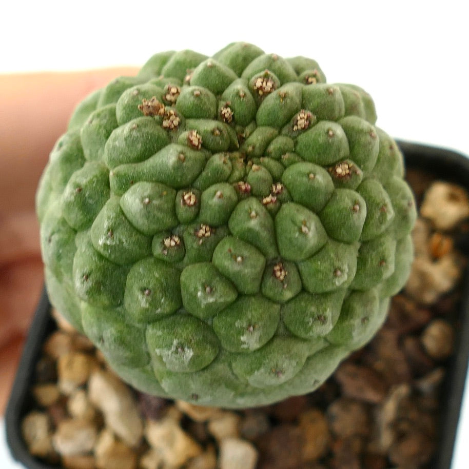 Larryleachia cactiformis succulenta conica con tubercoli arrotondati e piccole spine in vaso