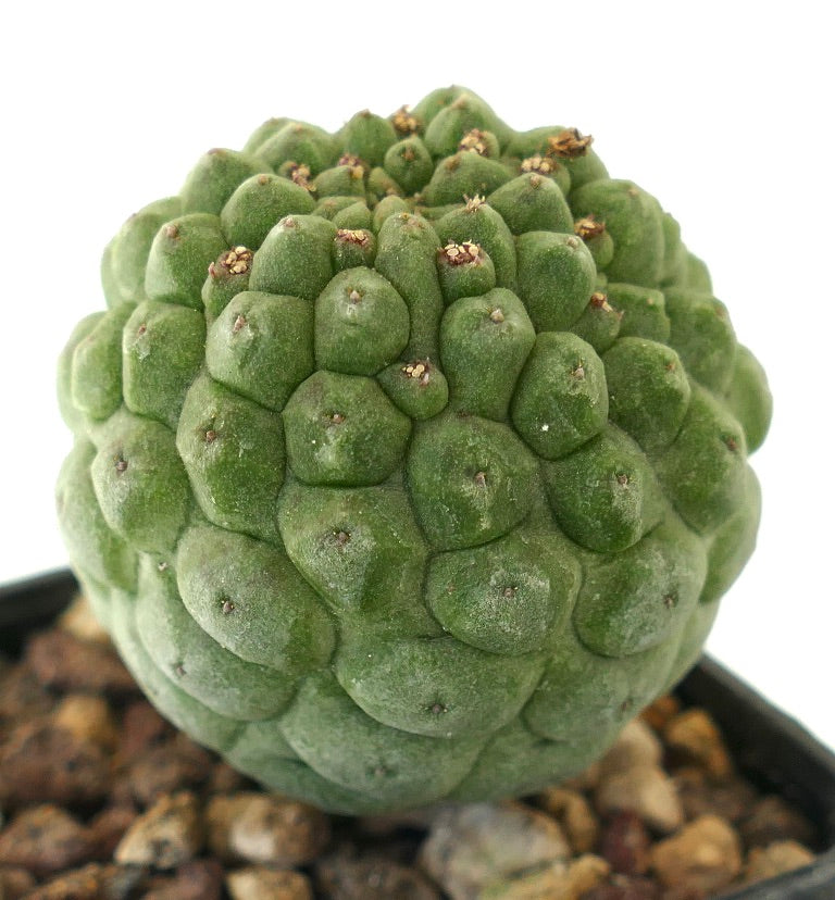 Larryleachia cactiformis raro cactus succulento con superficie verde irregolare e texture rugosa
