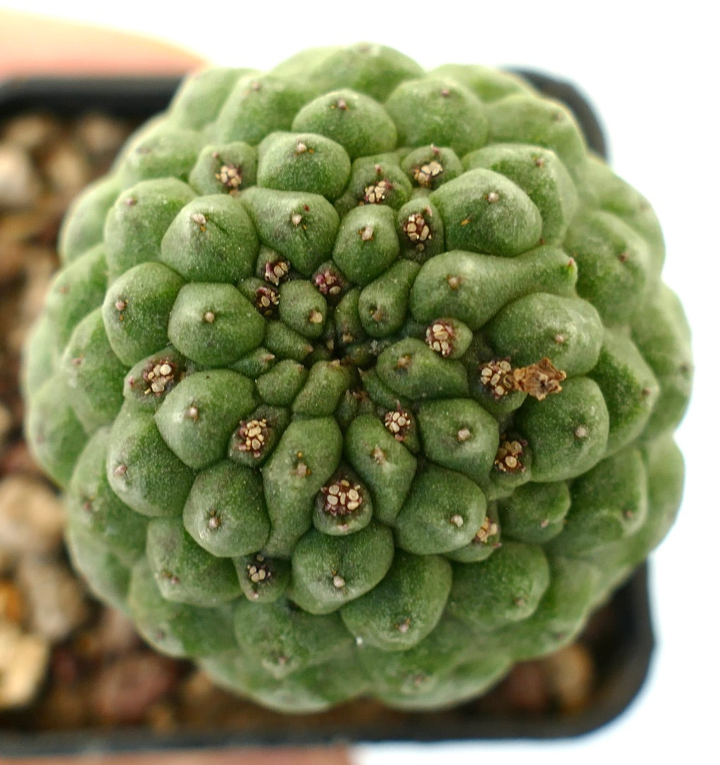 Larryleachia cactiformis raro cactus succulento con tubercoli verdi raggruppati e piccole areole