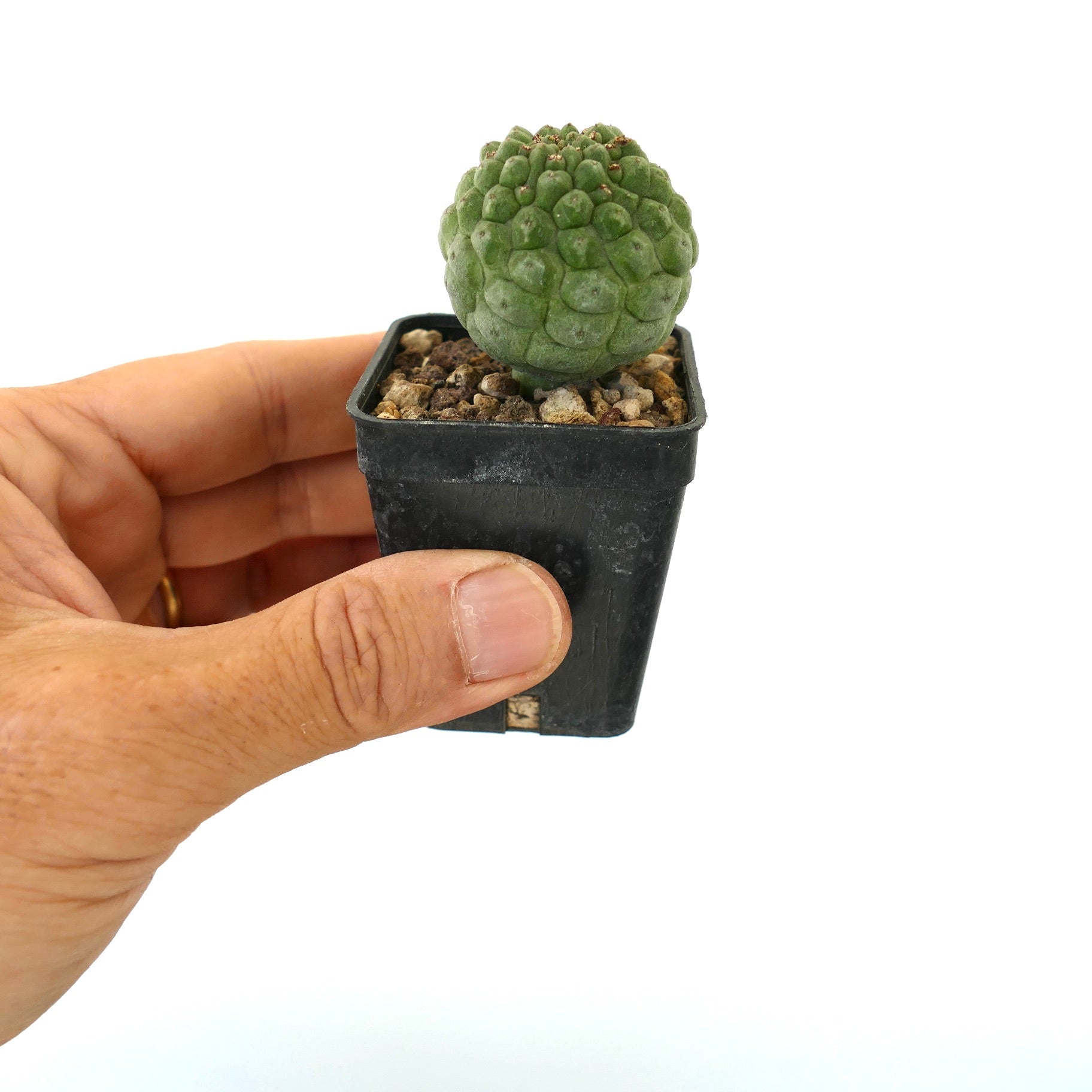 Larryleachia cactiformis piccolo succulento verde con tubercoli arrotondati in vaso nero