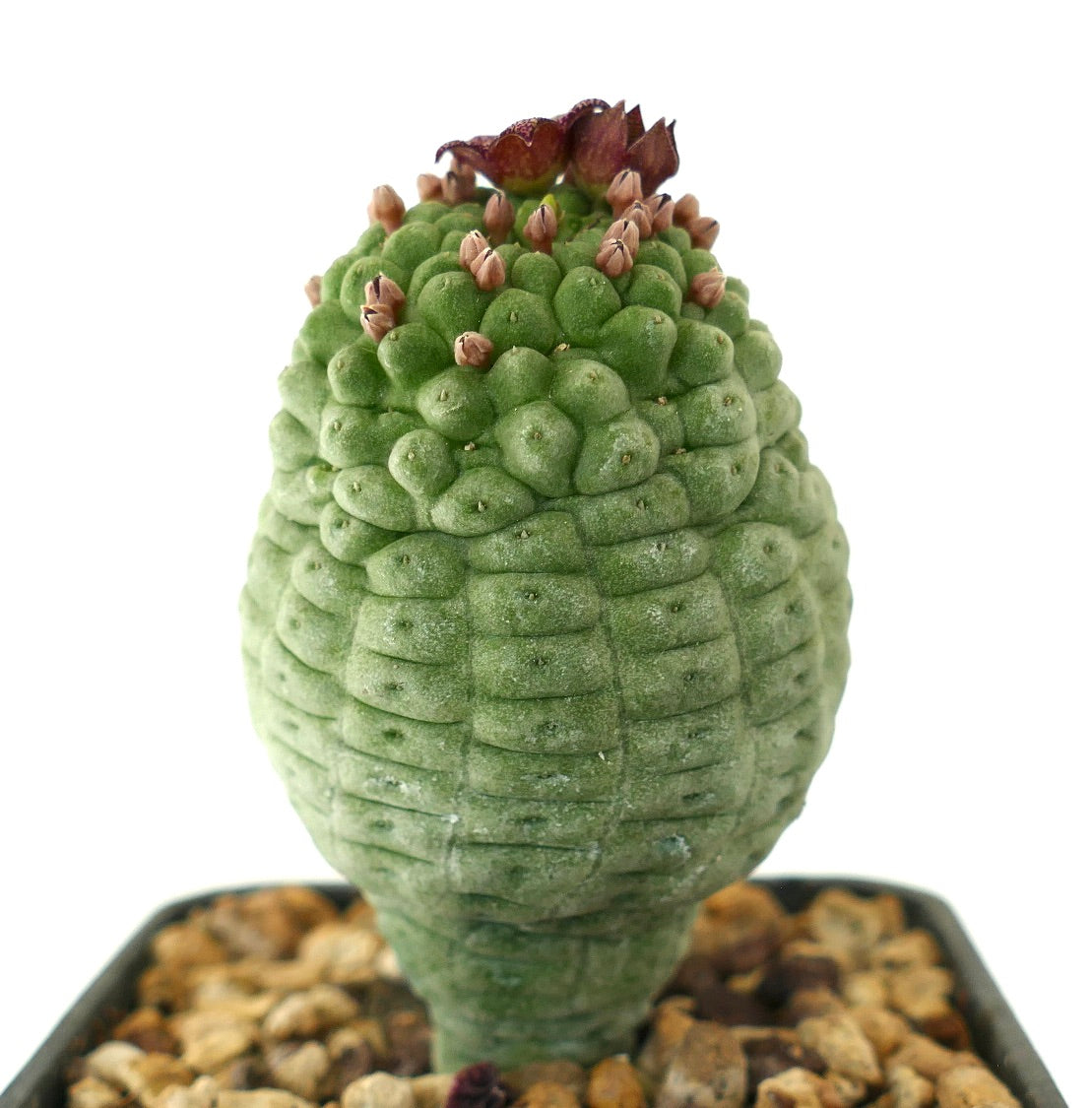 Larryleachia cactiformis rare succulent cactus with textured green stem and small brown flowers