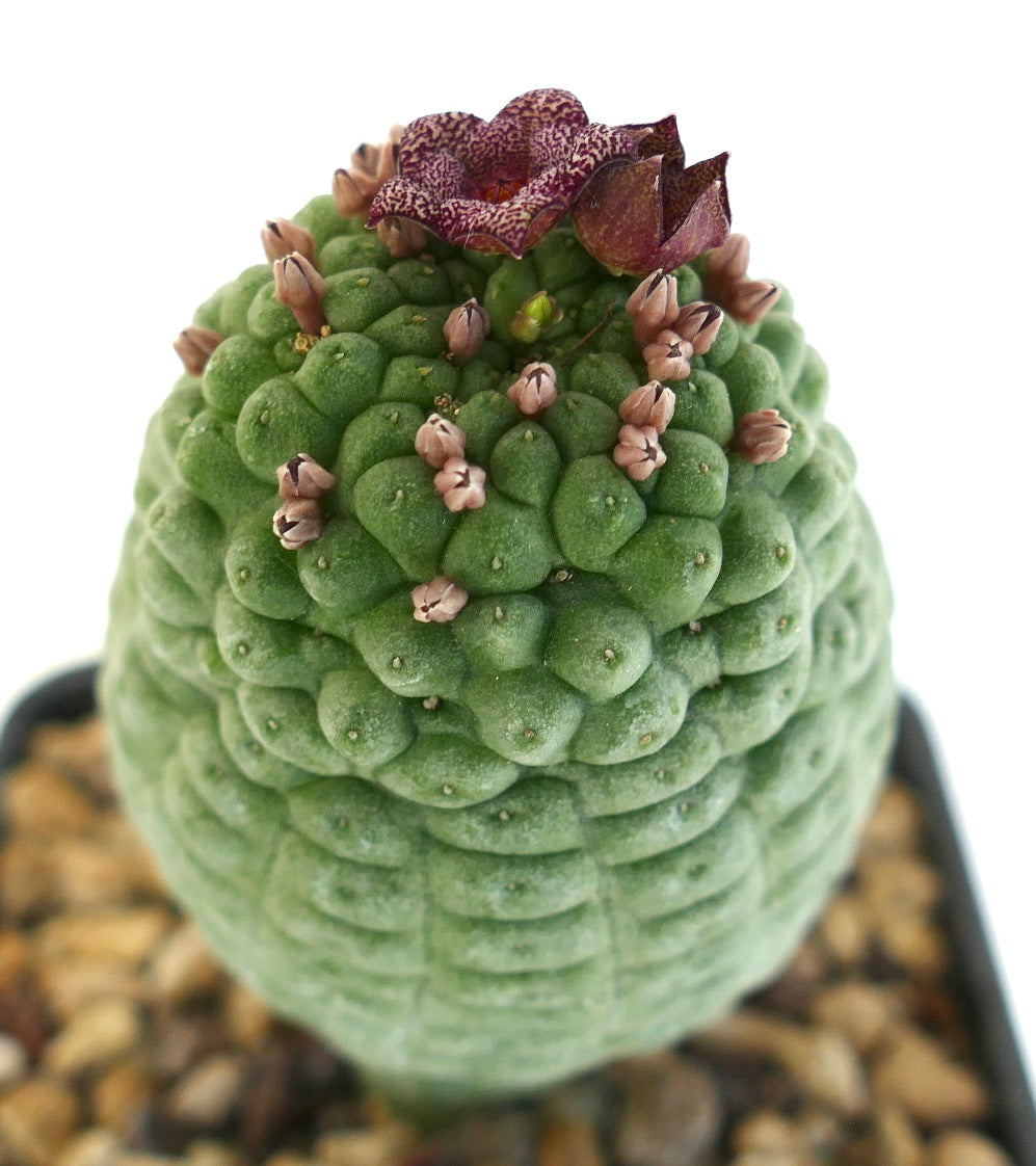 Larryleachia cactiformis succulent cactus with textured green stem and purple speckled flower blooming