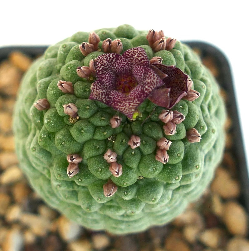 Larryleachia cactiformis succulent cactus with textured green stem and speckled purple flower