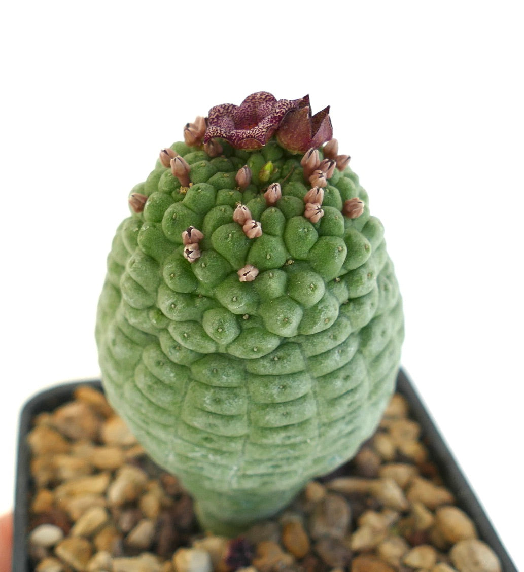 Larryleachia cactiformis rare succulent cactus with textured green stem and purple flower